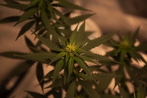 Colorado Weed Sales