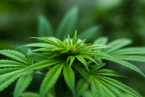 MORE Act to Decriminalize Marijuana