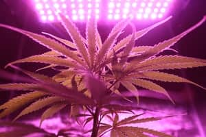 Cannabis Flower Price Increase